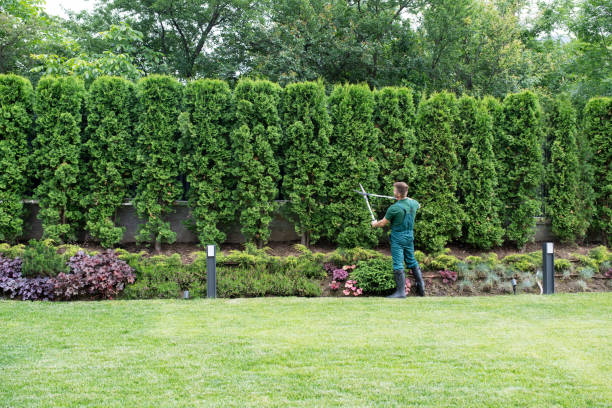 Best Lawn Maintenance Plans  in Warrenvle, IL